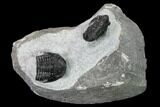 Two Detailed Gerastos Trilobite Fossils - Morocco #164740-1